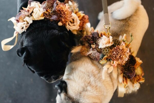 Bloemen voor de honden FRM
