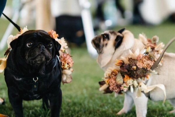 Honden aan de leiband FRM