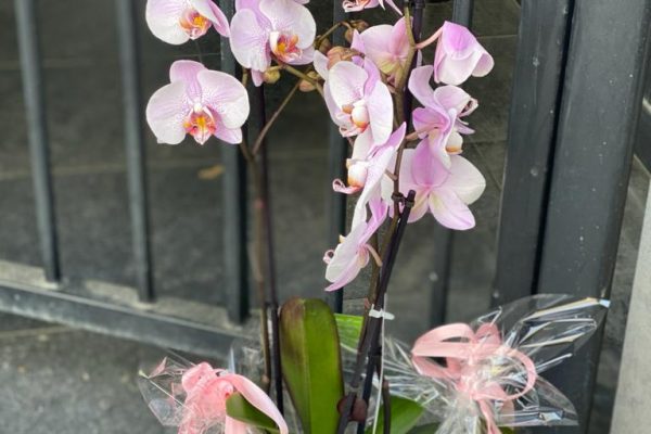 drie takkige orchidee in pot, thuis geleverd FRM