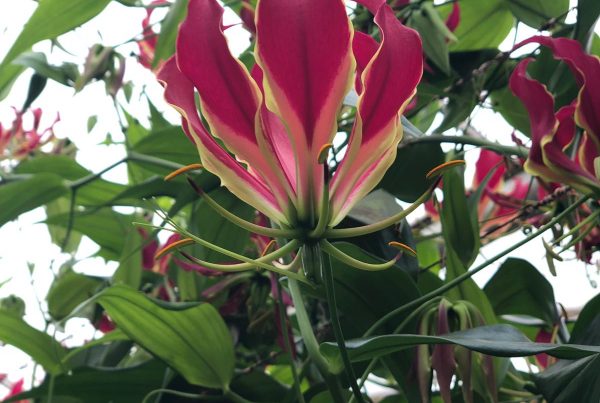 Hier zie je een Gloriosabloem gedetailleerd met zijn variatie aan rode kleuren