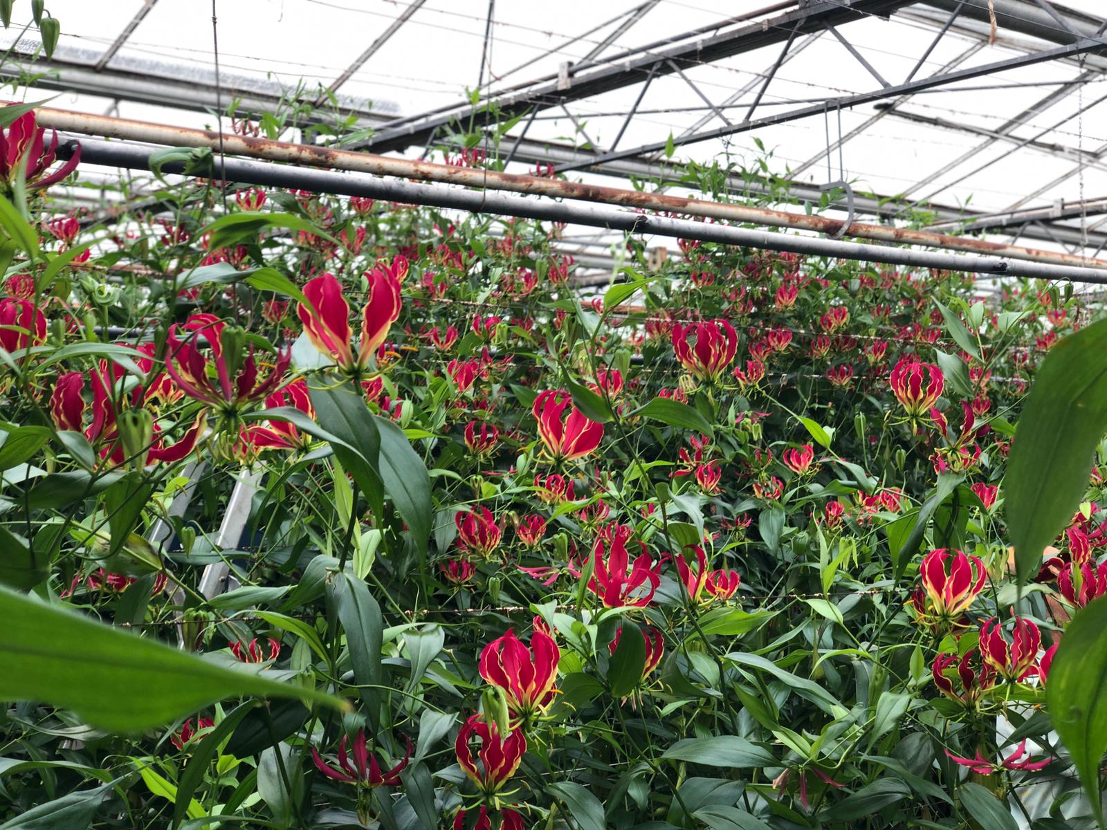 Op bezoek bij een Gloriosa kwekerij waar de Gloriosa volop in bloeistaat.
