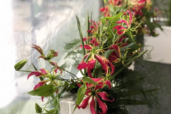 Bloemenslinger gloriosa (1)-FRM
