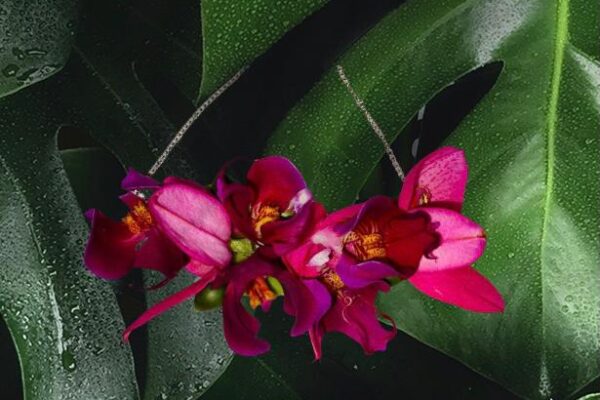 Orchid necklace