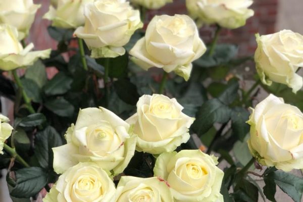 Witte grote rozen in de kerk FRM